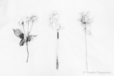 dead flowers