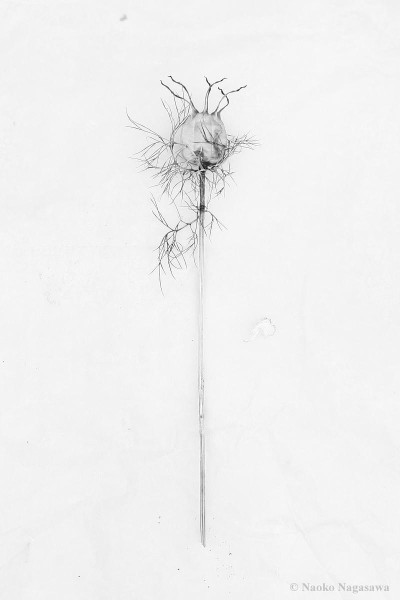 dead flower