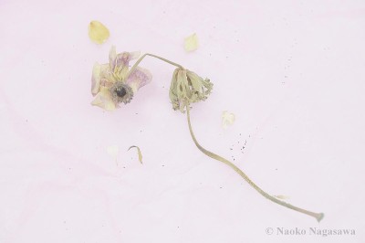 deadflower